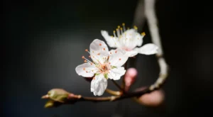 Güncel Bebek Aşı Takvimi ve Aşı Sonrası Bakım Rehberi: Bebeğinizi Neler Bekliyor?