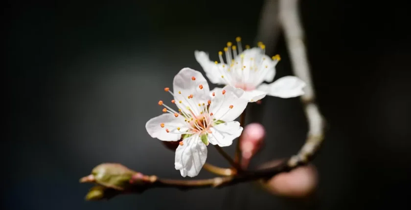 Güncel Bebek Aşı Takvimi ve Aşı Sonrası Bakım Rehberi: Bebeğinizi Neler Bekliyor?